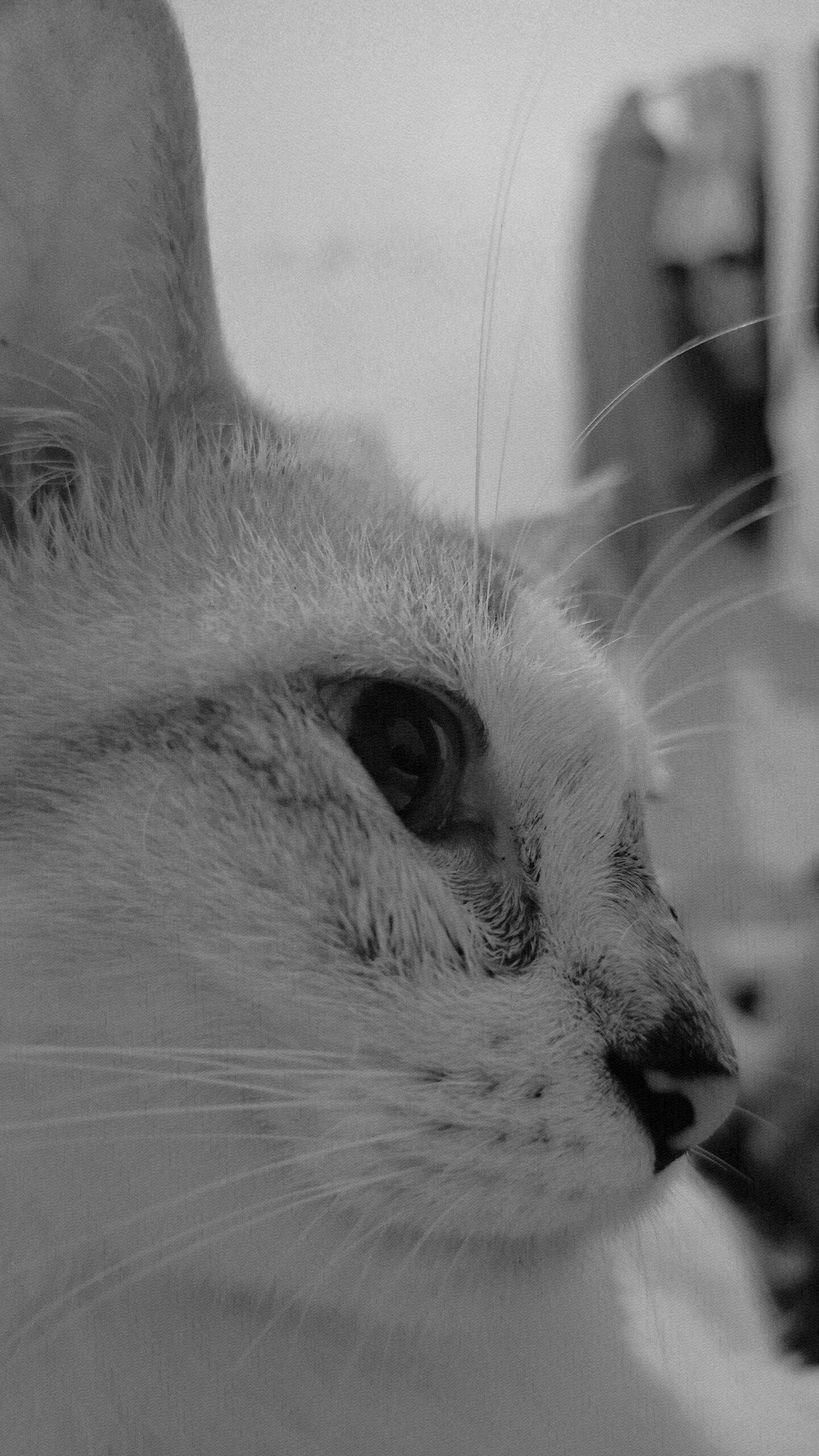 Pina, cat of Rio